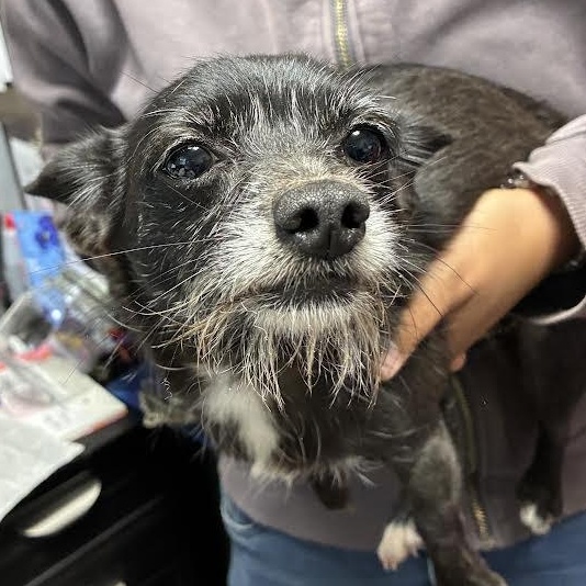 Enlarge Rhea, a Adoptable mixed breed in Blue Earth, MN image 4/4