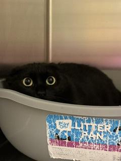 Emily, ADOPTABLE, Adult Female Domestic Short Hair.