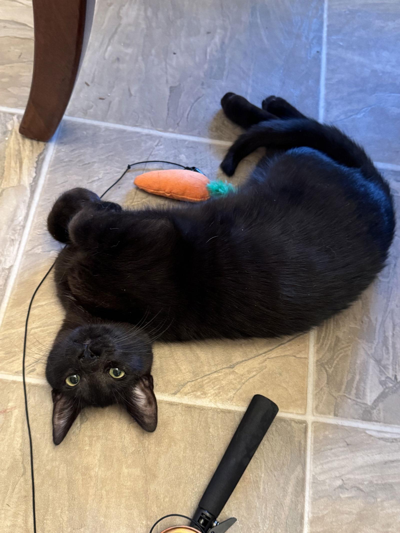 Berry (BONDED with Lemon), Adoptable, Kitten Male Domestic Short Hair.