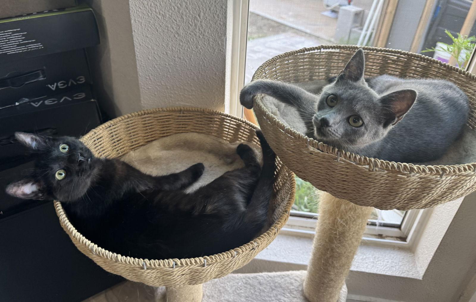 Enlarge Berry (BONDED with Lemon), a Adoptable Domestic Short Hair in Phoenix, AZ image 2/3