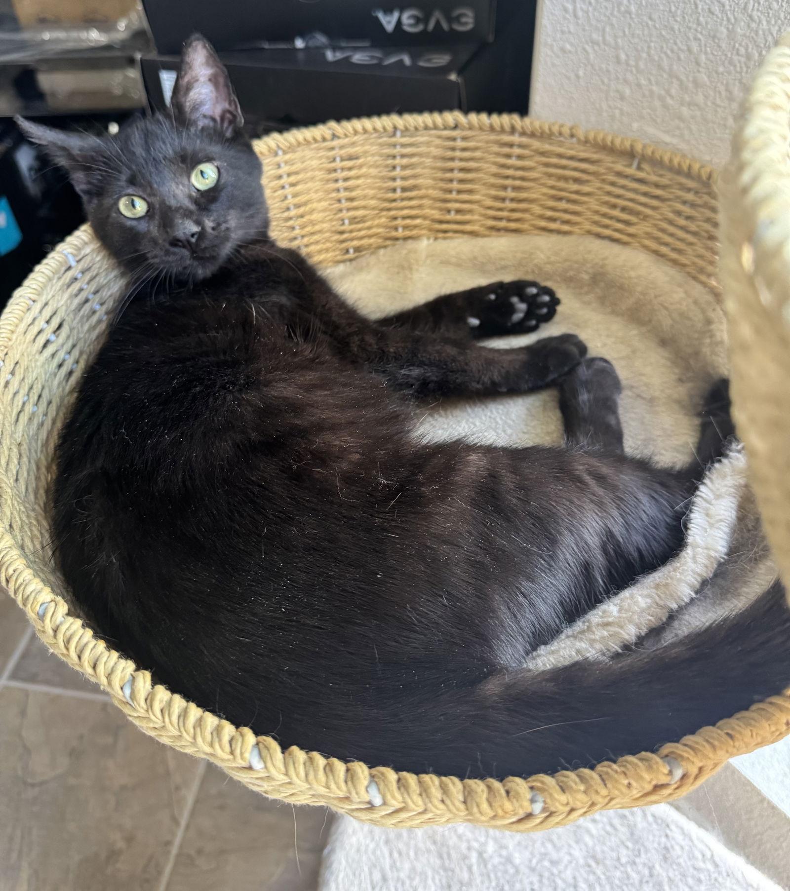 Enlarge Berry (BONDED with Lemon), a Adoptable Domestic Short Hair in Phoenix, AZ image 3/3