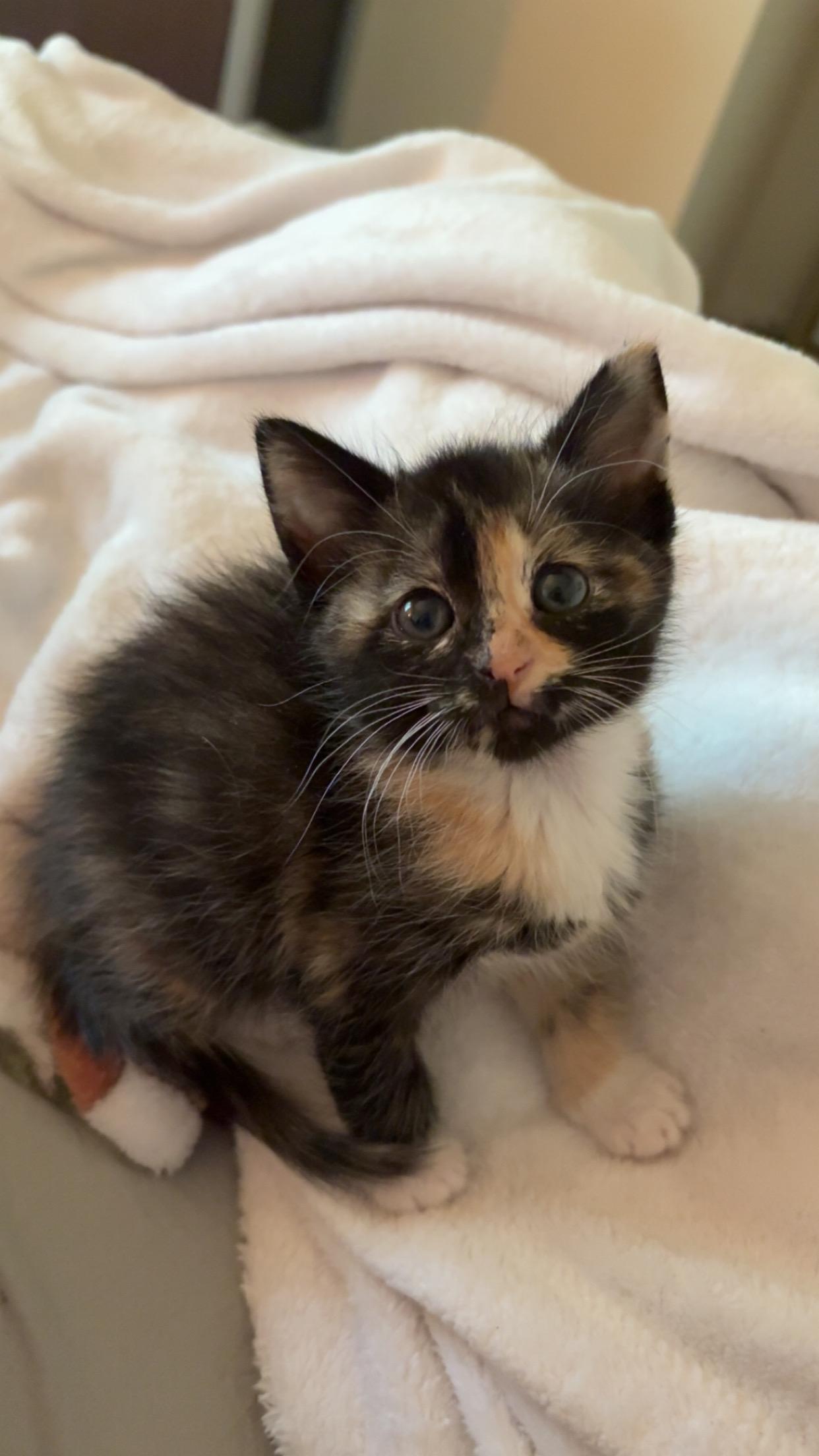 Buttercup, Adoptable, Kitten Female Domestic Short Hair.