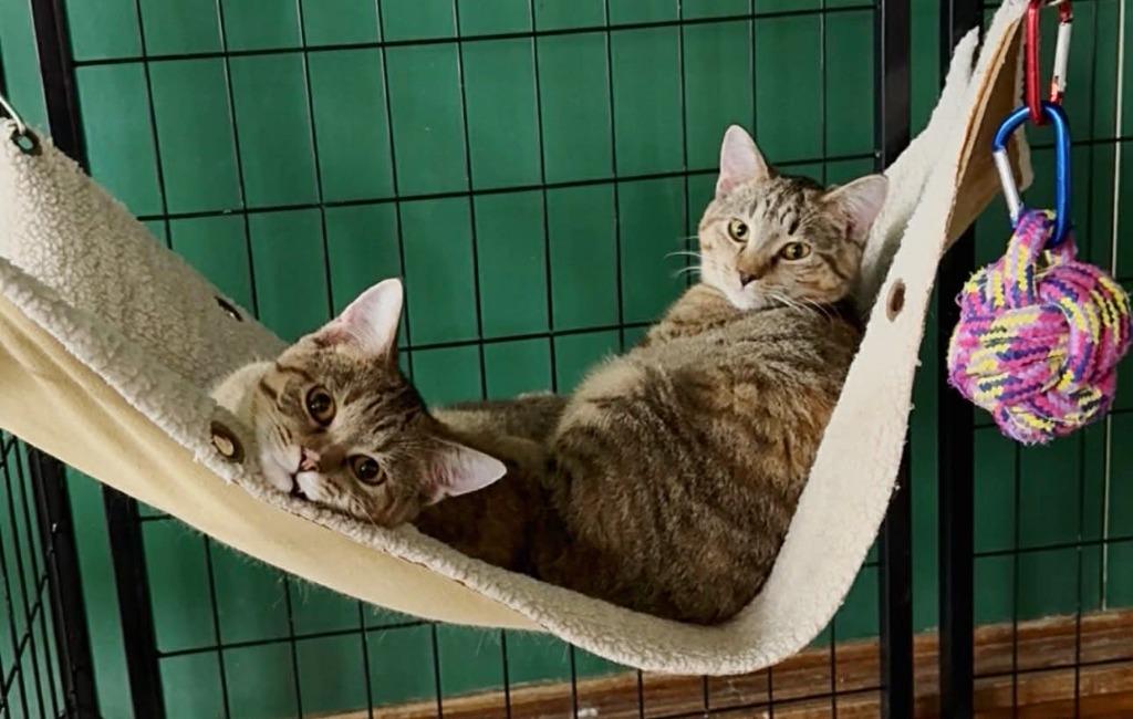 Zara, Adoptable, Young Female Domestic Short Hair.