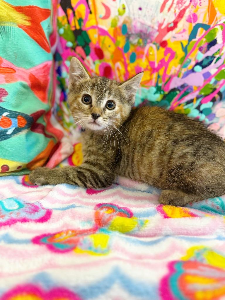 Zara, a Adoptable mixed breed in Effingham, IL image 1/4