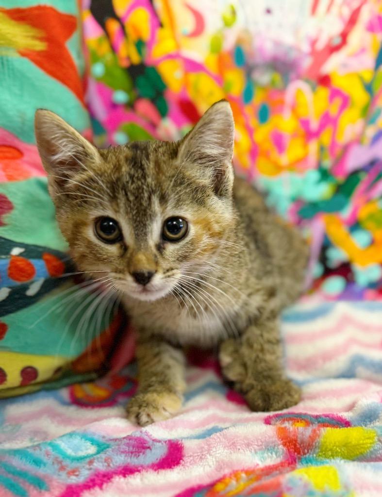 Zara, a Adoptable mixed breed in Effingham, IL image 2/4