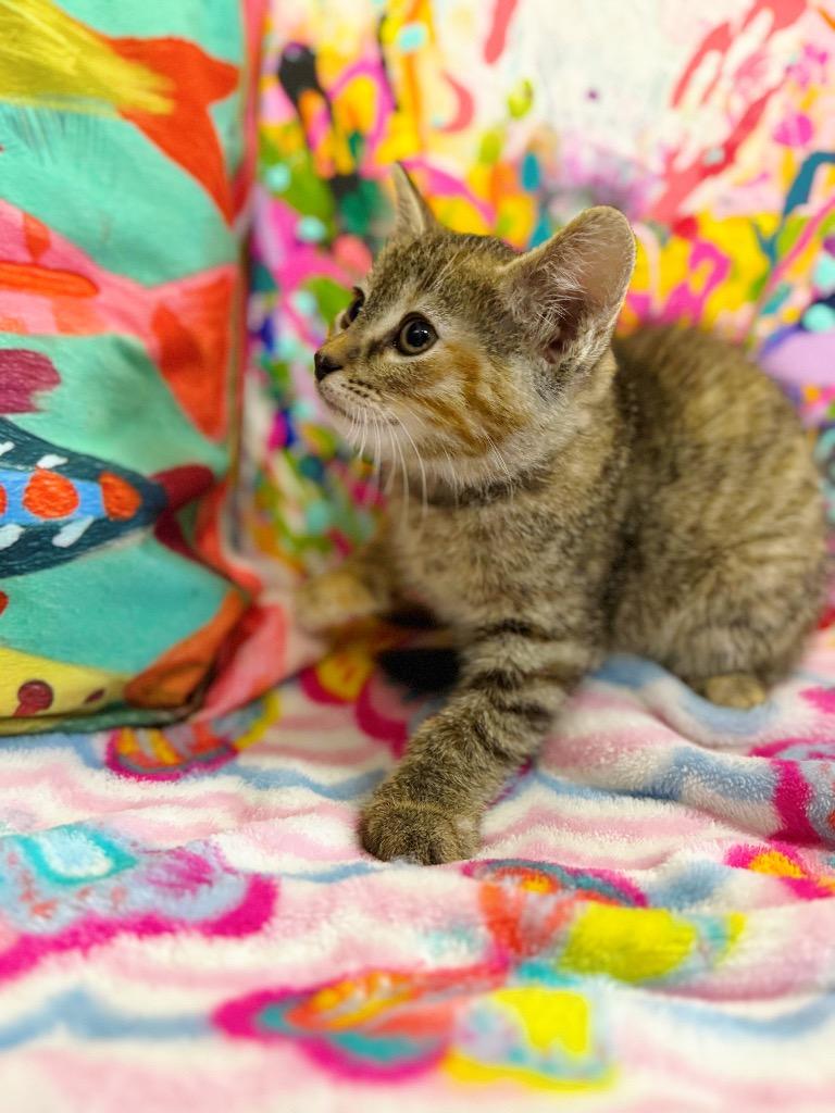 Zara, a Adoptable mixed breed in Effingham, IL image 4/4