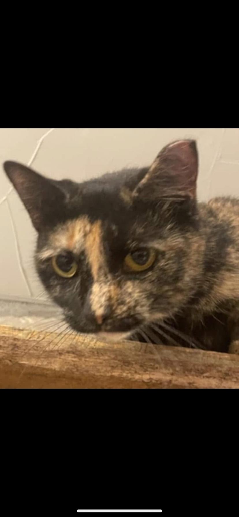 Enlarge Precious, a Adoptable Domestic Short Hair in Waveland, IN image 1/1