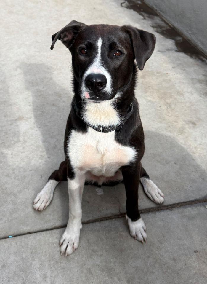Enlarge Tyson, a Adoptable Pit Bull Terrier in Los Angeles, CA image 1/1