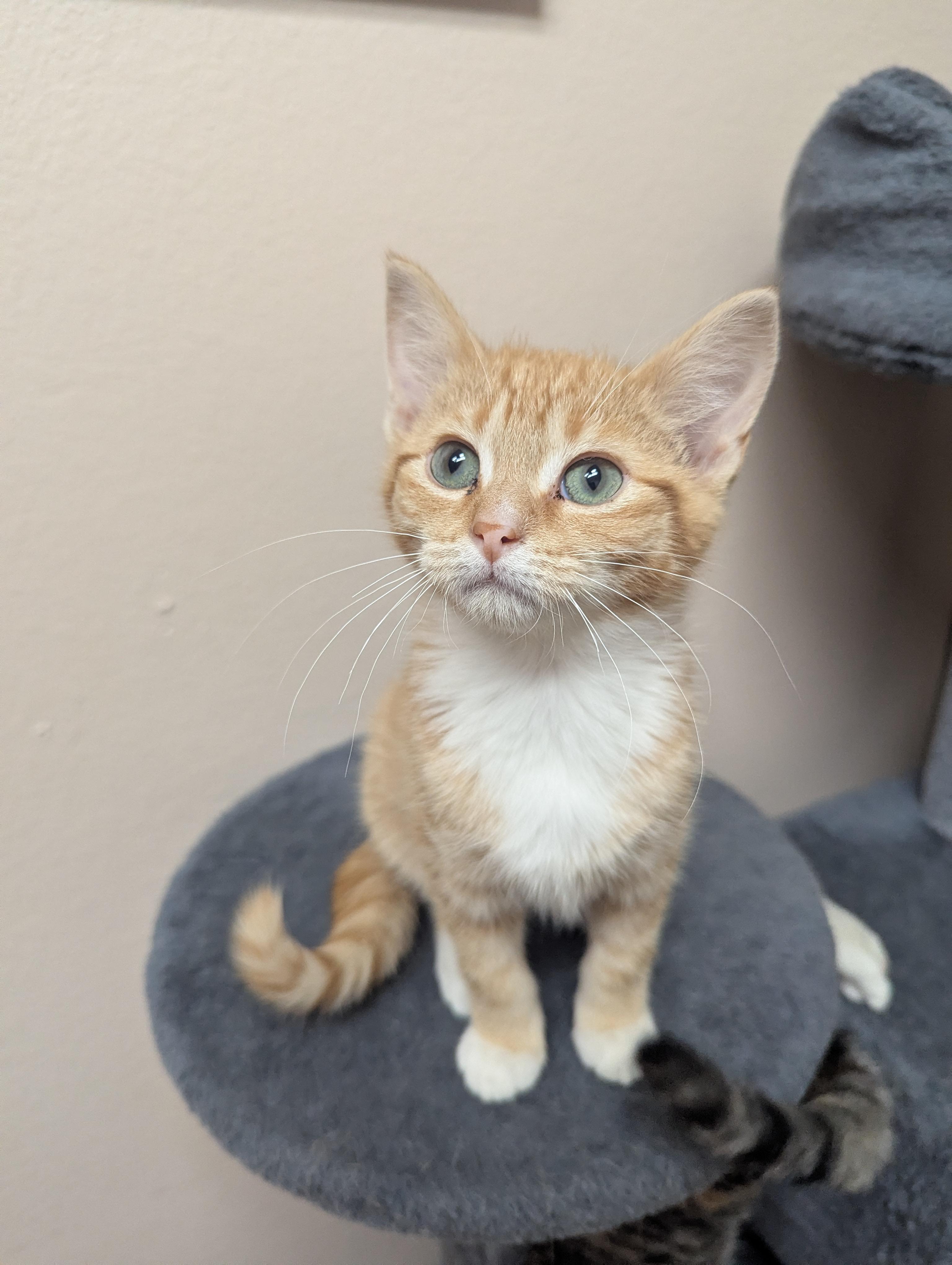 Marinara, a Adoptable Domestic Short Hair in Oconto, WI image 1/3