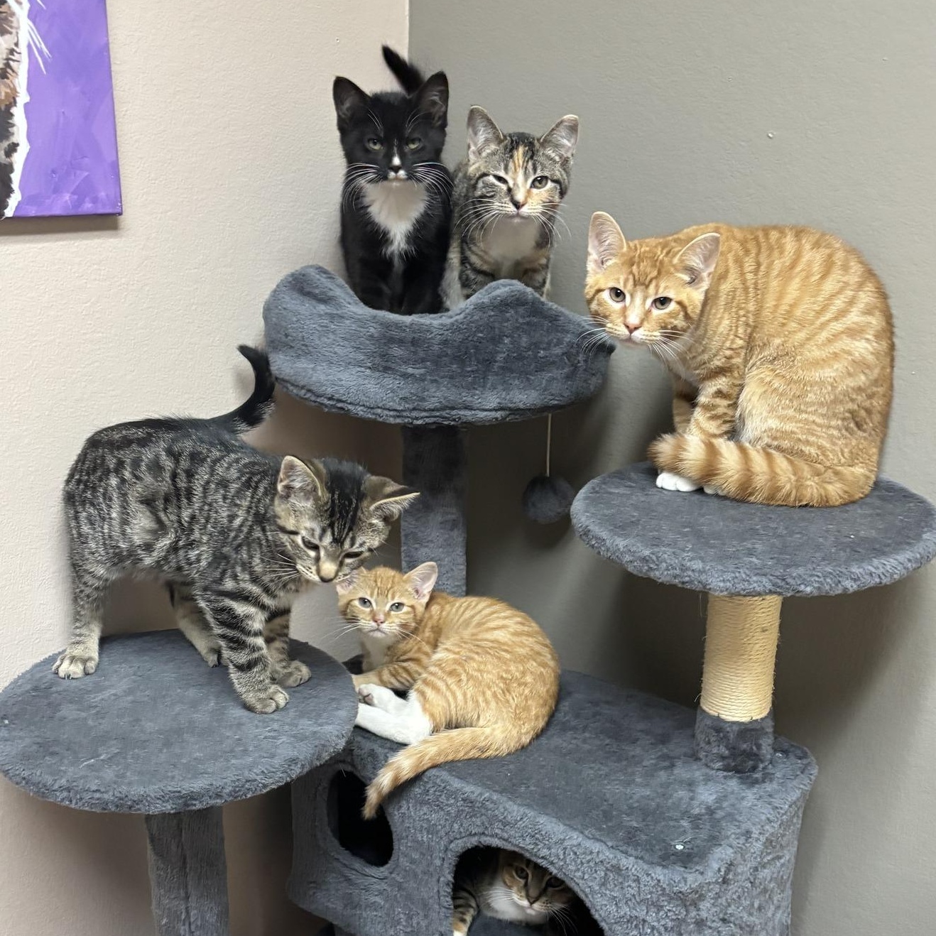 Marinara, a Adoptable Domestic Short Hair in Oconto, WI image 3/3