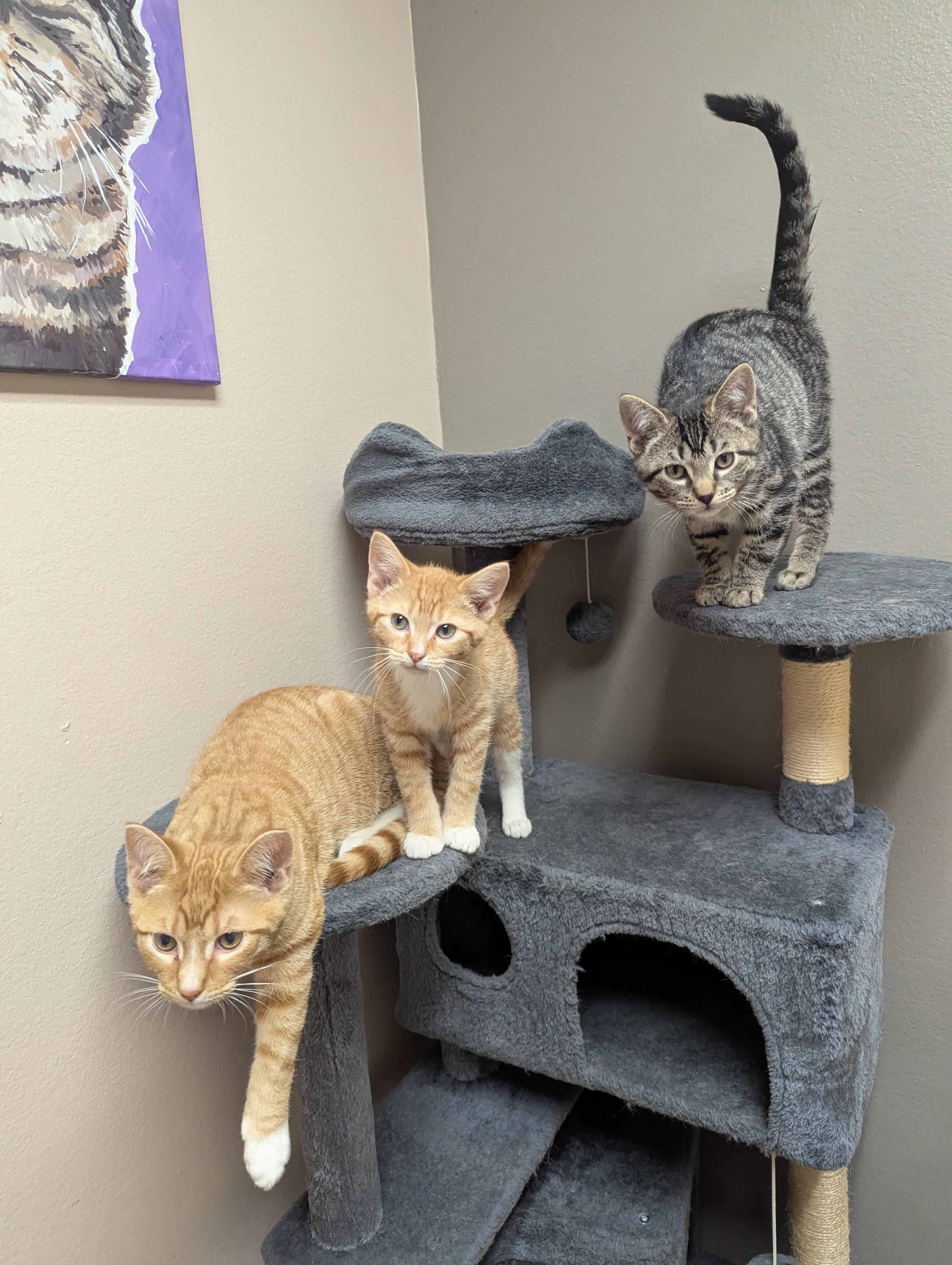 Marinara, a Adoptable Domestic Short Hair in Oconto, WI image 2/3