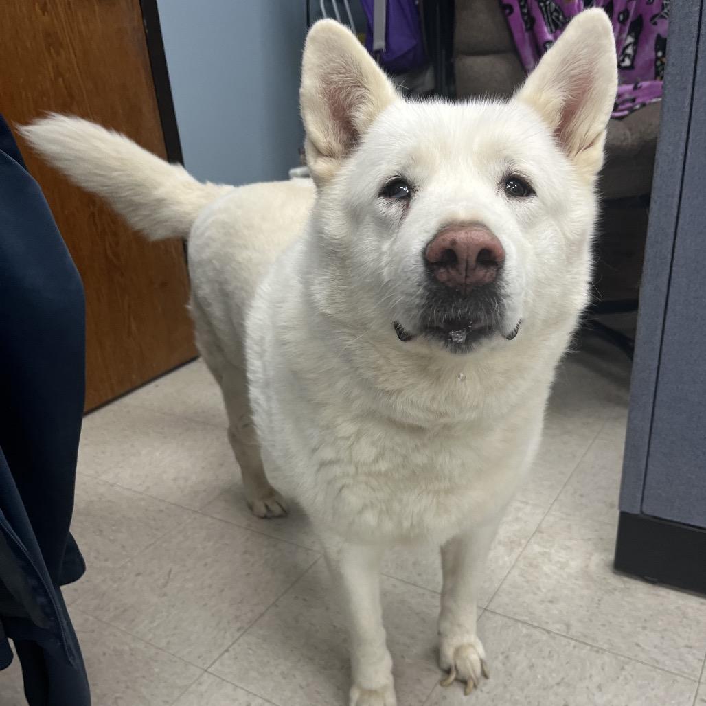 Nova, ADOPTABLE, Senior Female Akita & Husky.