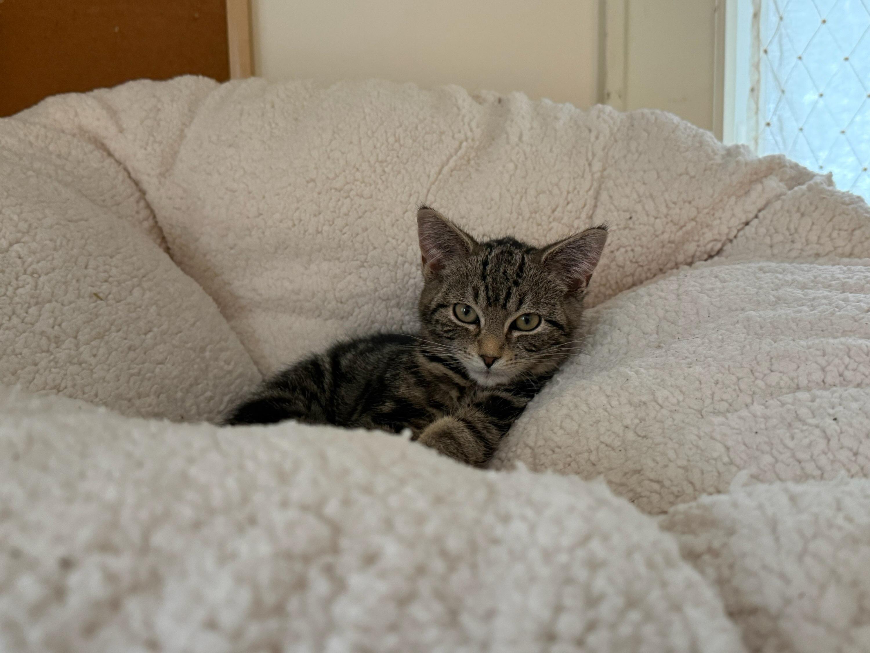 Enlarge Natalie, a ADOPTABLE Domestic Short Hair in Honeoye, NY image 4/4