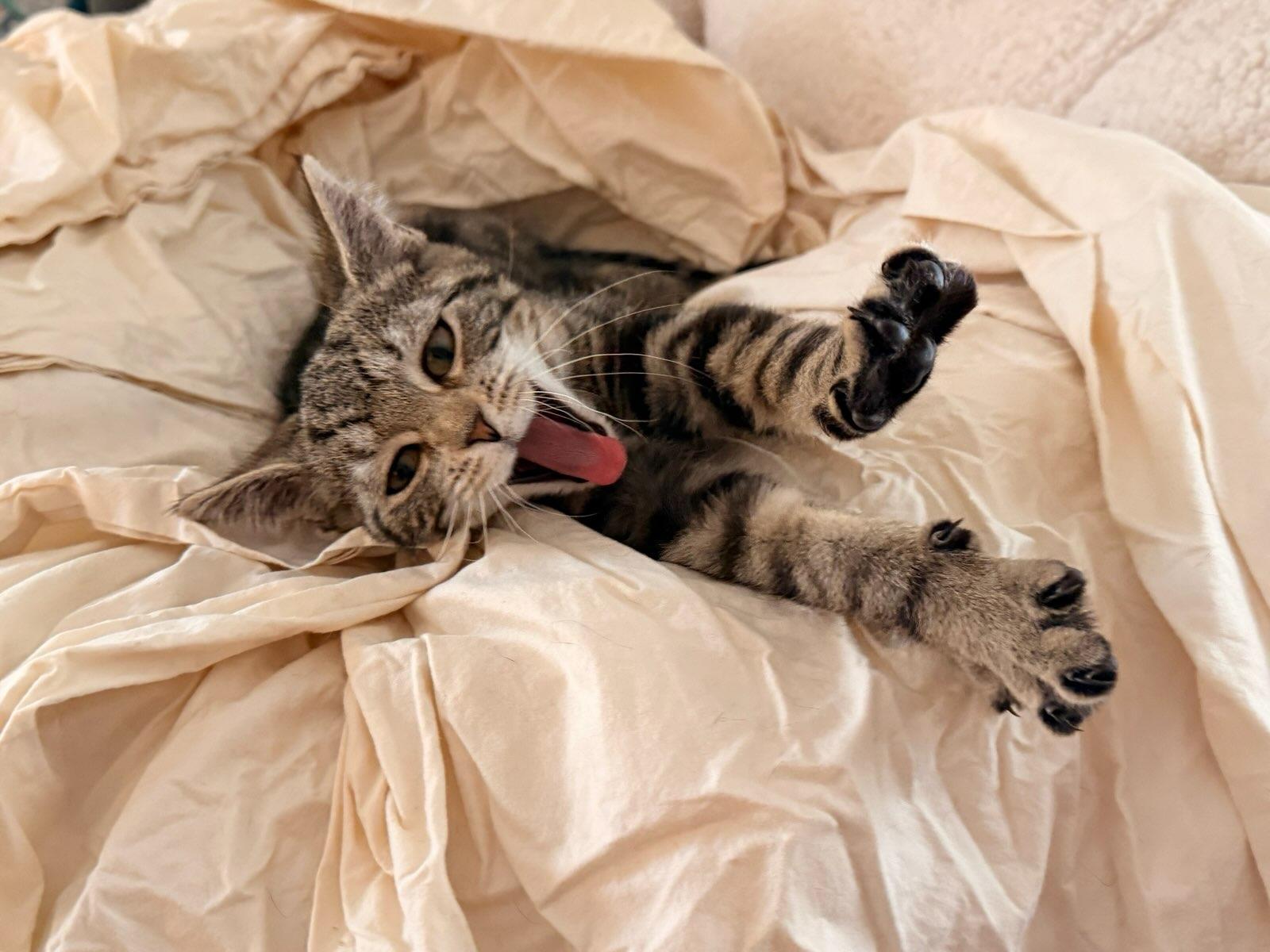 Enlarge Natalie, a ADOPTABLE Domestic Short Hair in Honeoye, NY image 1/4