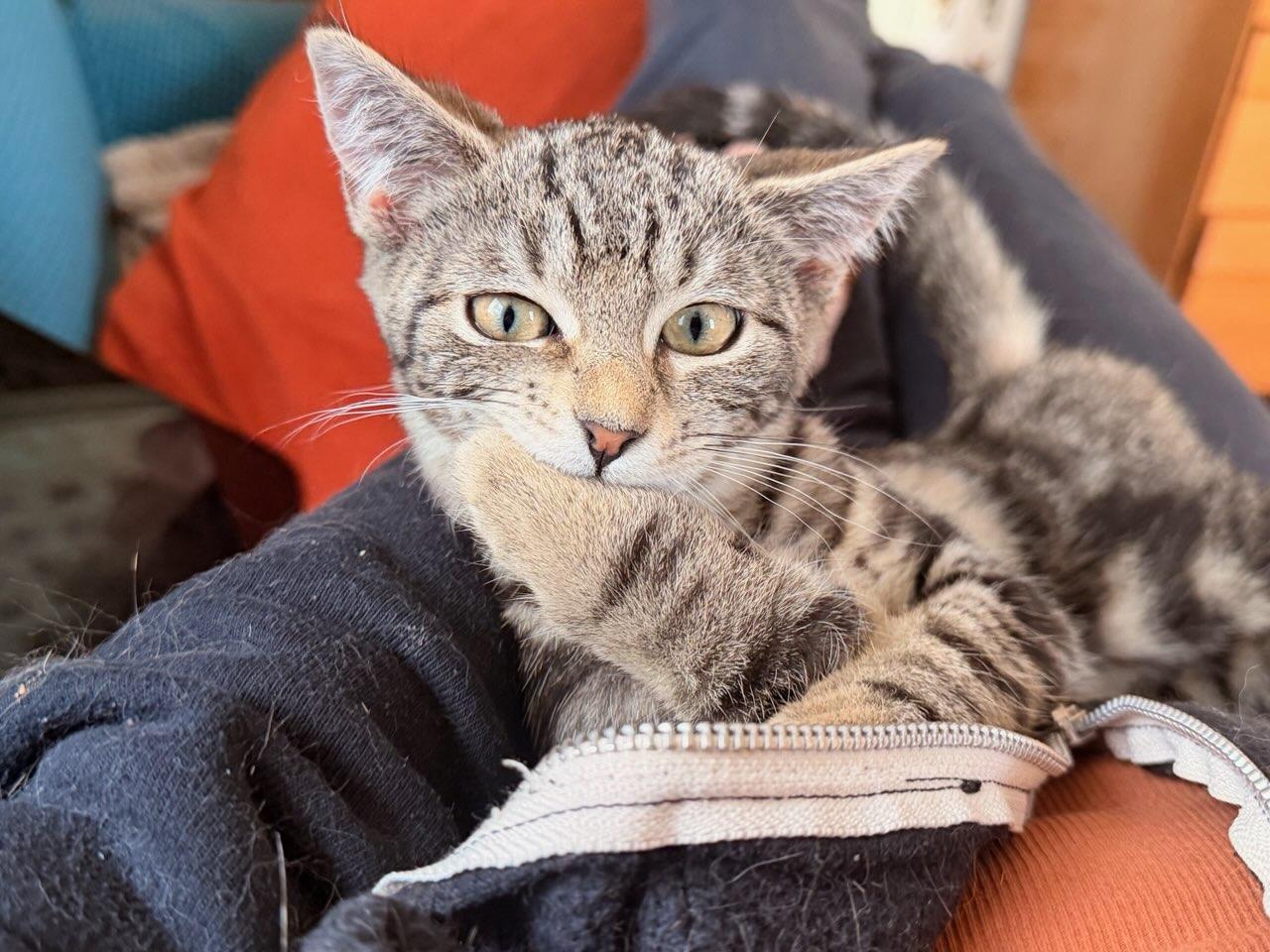 Enlarge Natalie, a ADOPTABLE Domestic Short Hair in Honeoye, NY image 2/4