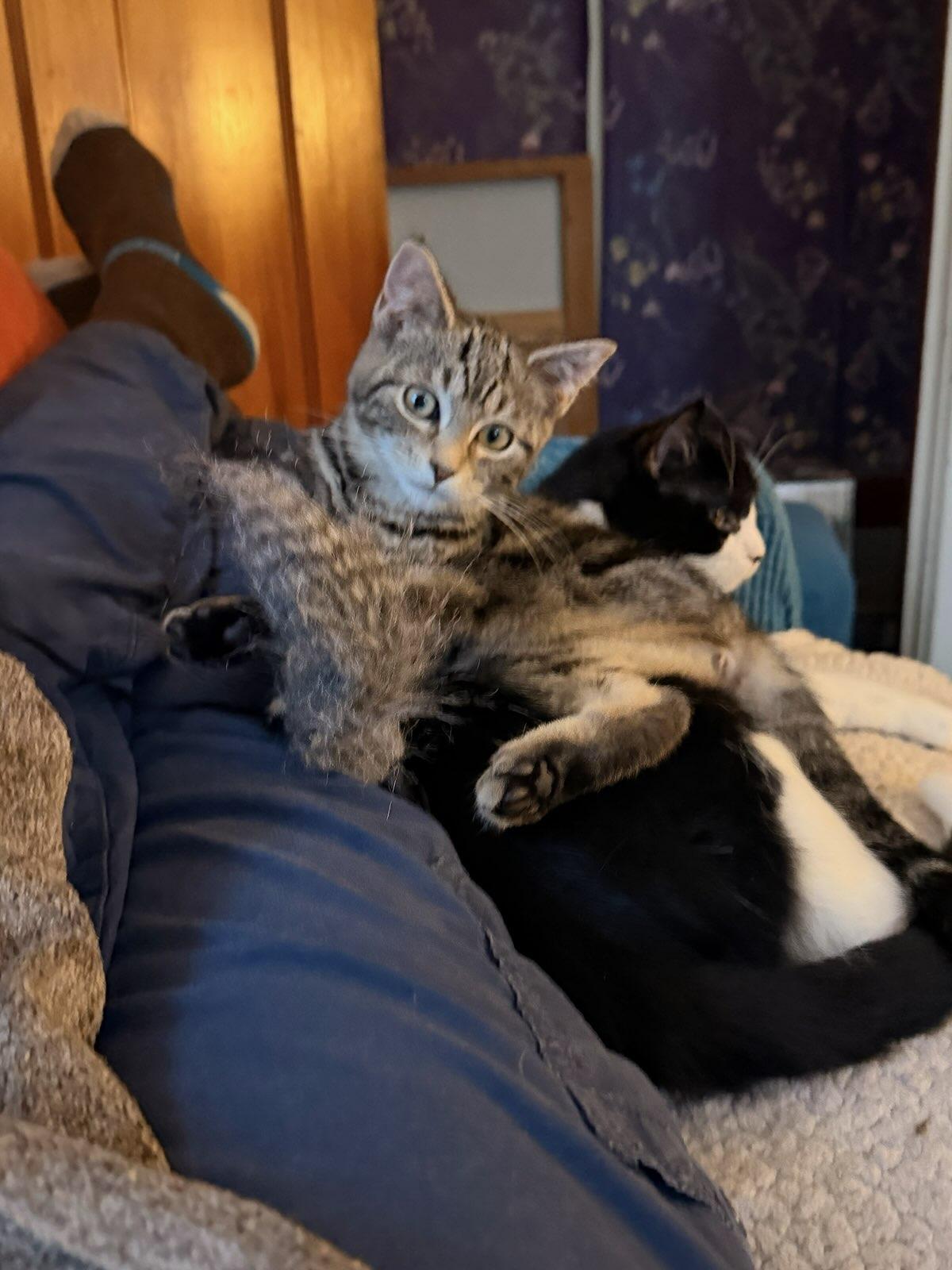 Enlarge Natalie, a ADOPTABLE Domestic Short Hair in Honeoye, NY image 3/4