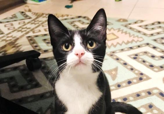 Doris Otto, a Adoptable mixed breed in Orlando, FL image 1/3