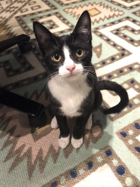 Doris Otto, a Adoptable mixed breed in Orlando, FL image 2/3