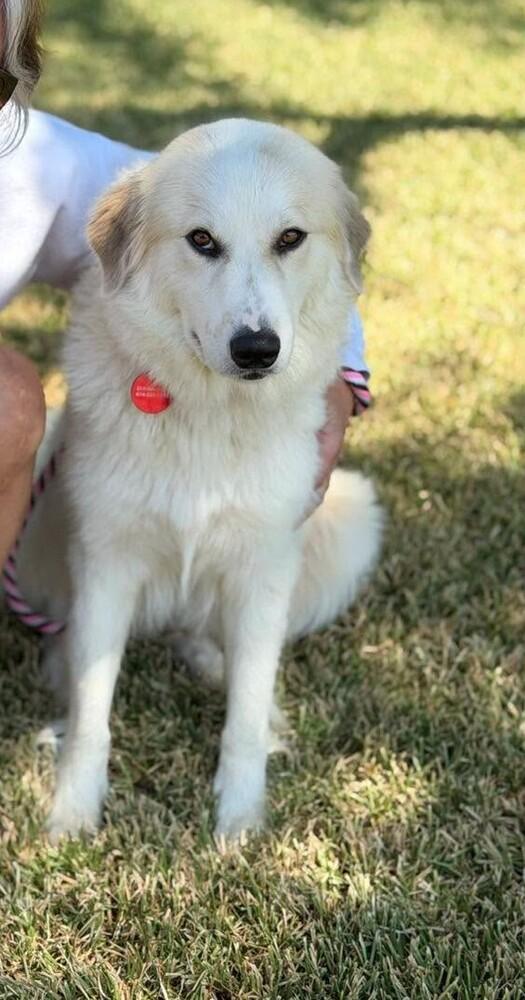 26-108 Magnolia "Coming Soon!", Adoptable, Adult Female Great Pyrenees.