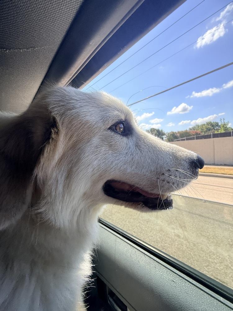 Enlarge 26-108 Magnolia "Coming Soon!", a Adoptable mixed breed in Richardson, TX image 3/4