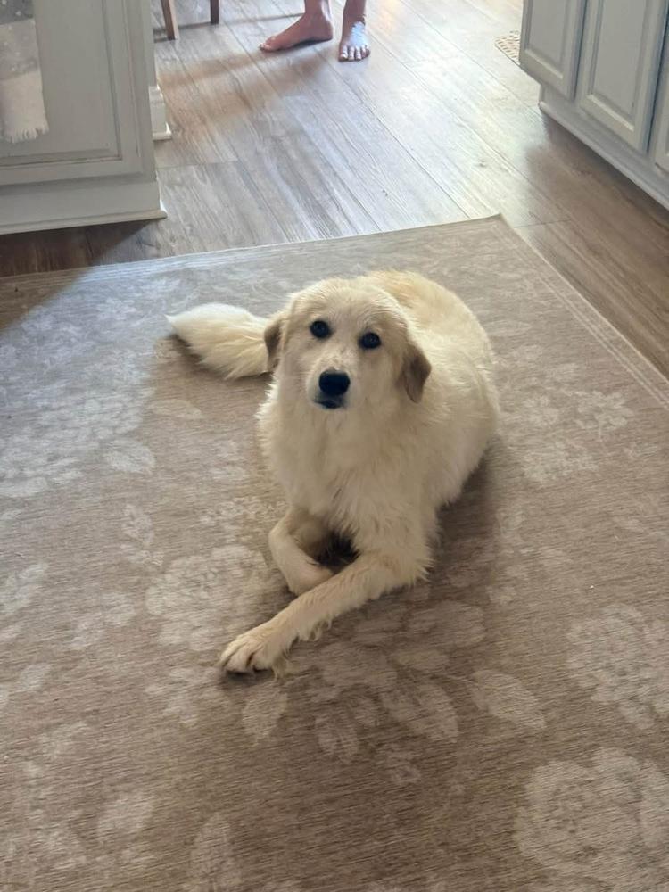 Enlarge 26-108 Magnolia "Coming Soon!", a Adoptable mixed breed in Richardson, TX image 4/4