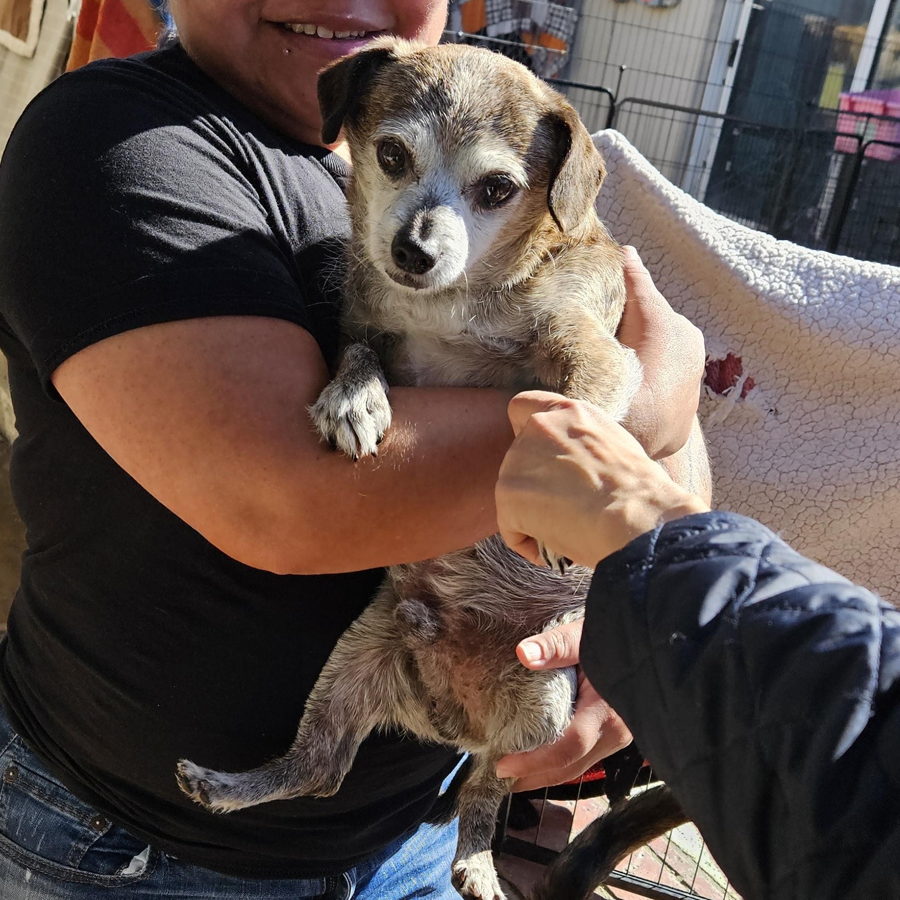 It is Peewee Herman!!, an adoptable Chiweenie in Manhattan Beach, CA, 90267 | Photo Image 2