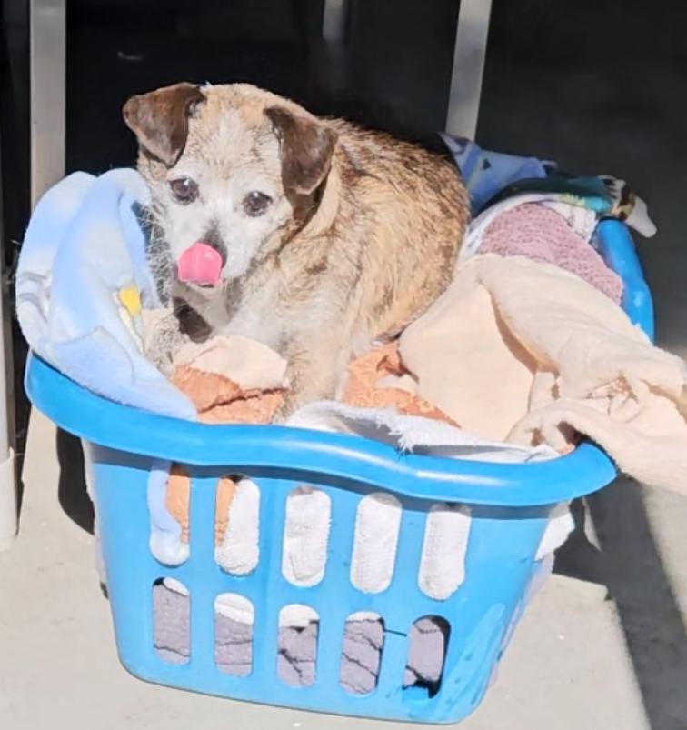 It is Peewee Herman!!, an adoptable Chiweenie in Manhattan Beach, CA, 90267 | Photo Image 1