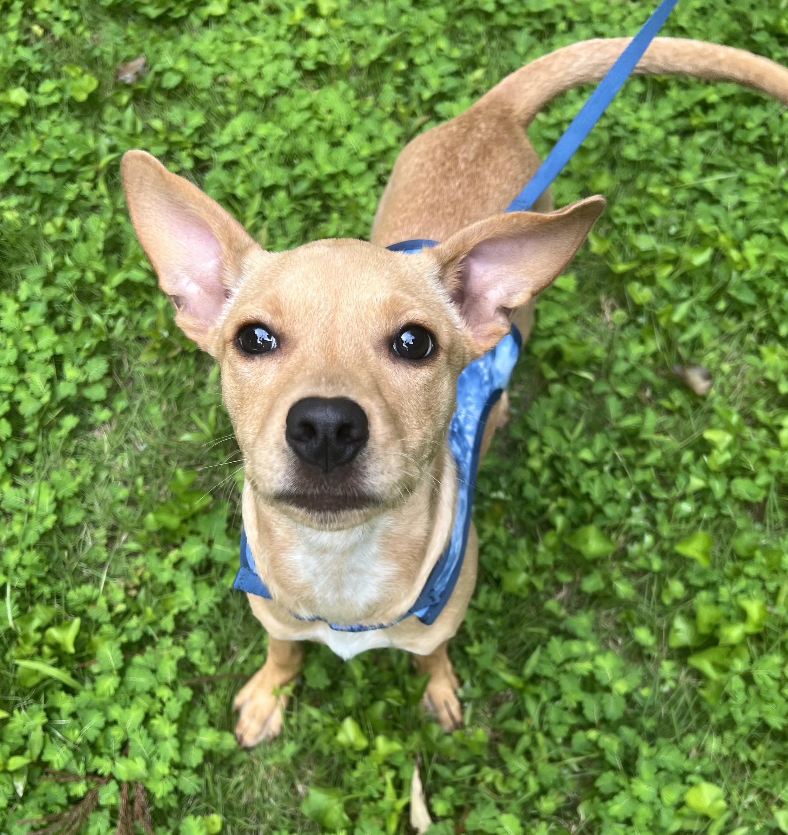 Fern (4 month puppy) Chihuahua Dog