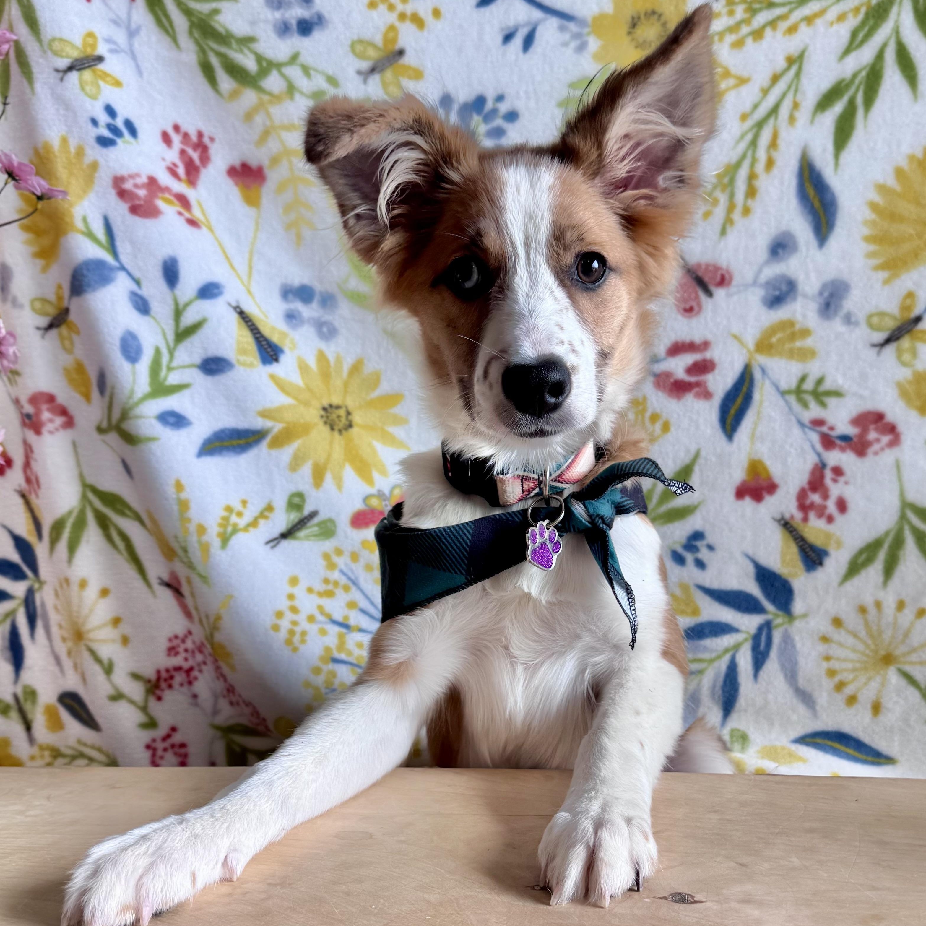 Enlarge Rinny, an adopted mixed breed in Olathe, KS image 2/6