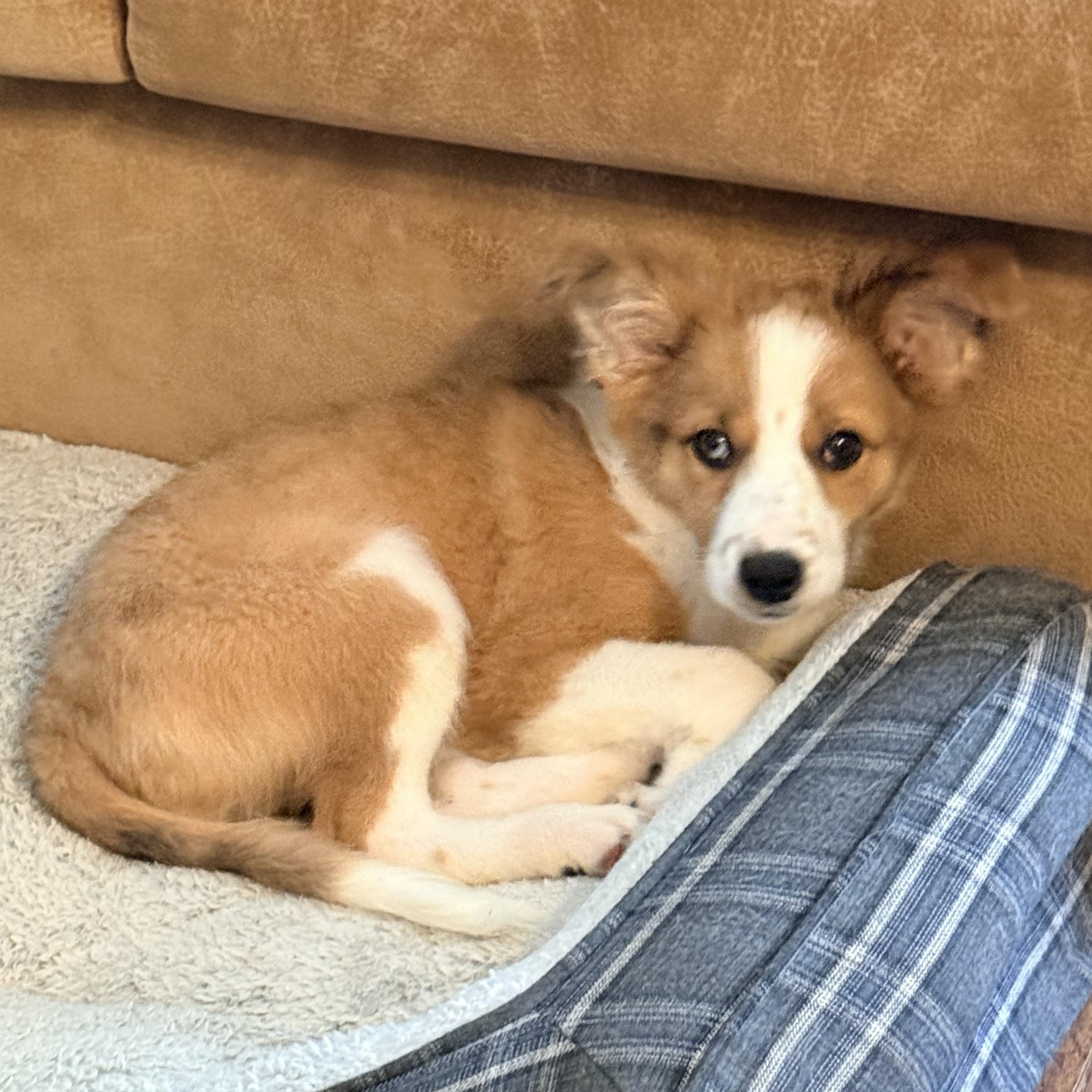 Enlarge Rinny, an adopted mixed breed in Olathe, KS image 5/6