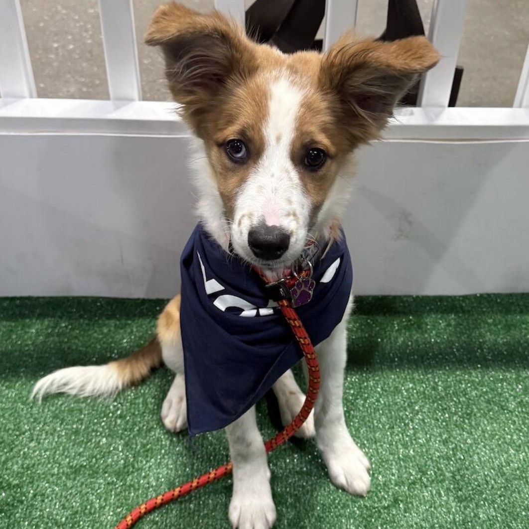Rinny, adopted, Puppy Female Australian Shepherd & Corgi.