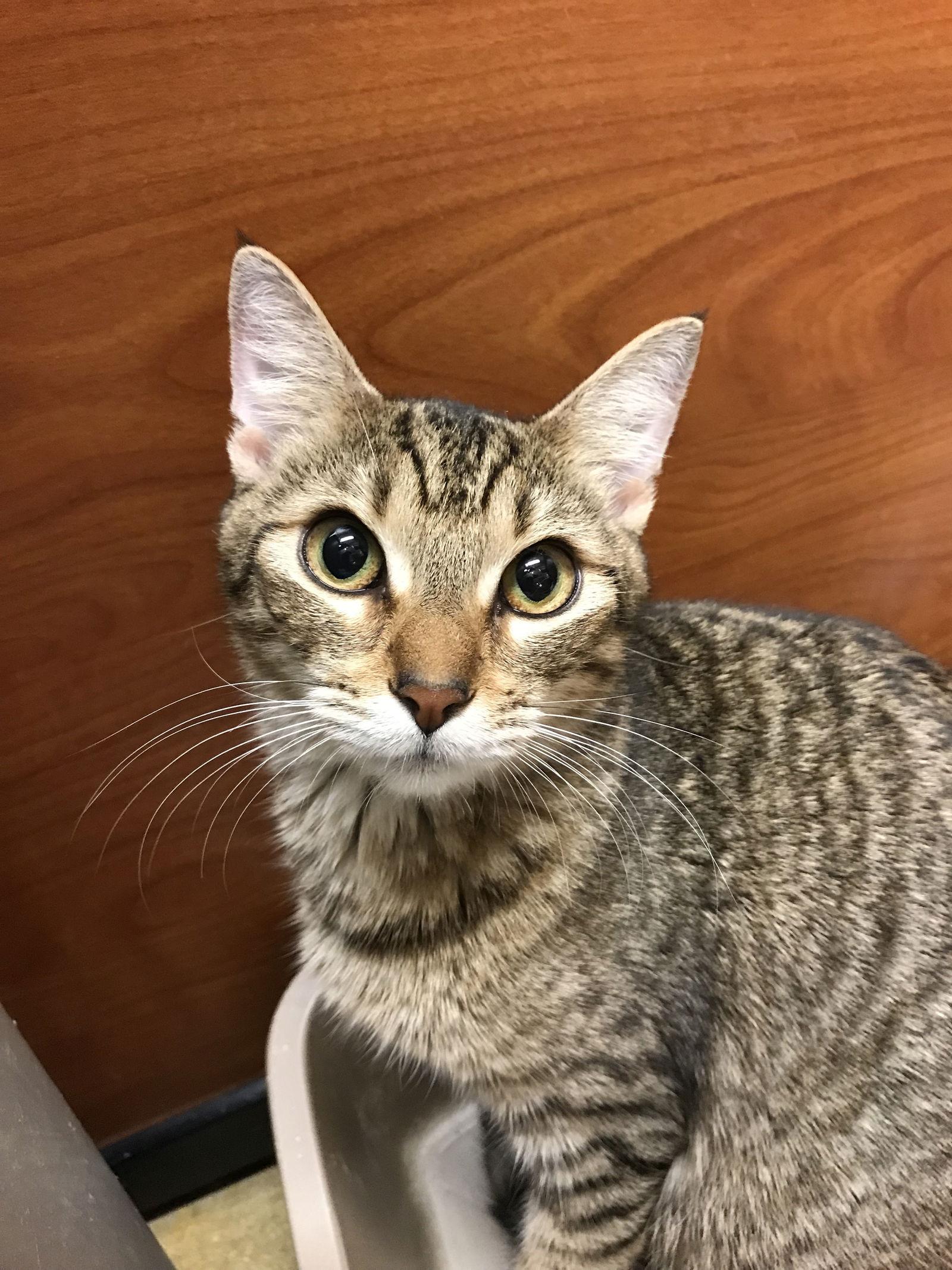 Enlarge Tiggie, a Adoptable Domestic Short Hair in Pompano Beach, FL image 1/3