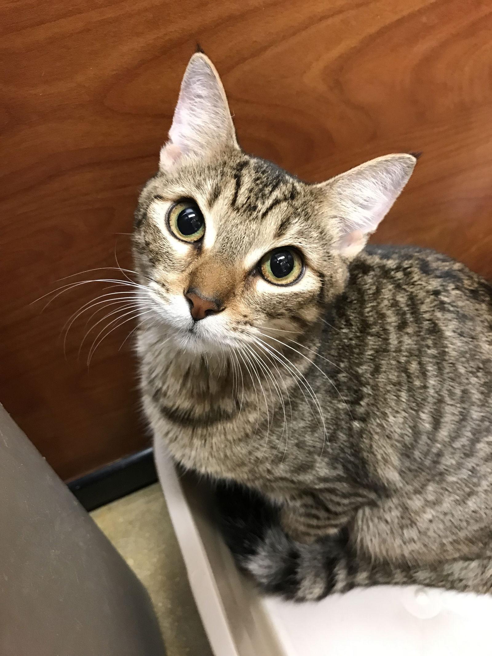 Enlarge Tiggie, a Adoptable Domestic Short Hair in Pompano Beach, FL image 2/3