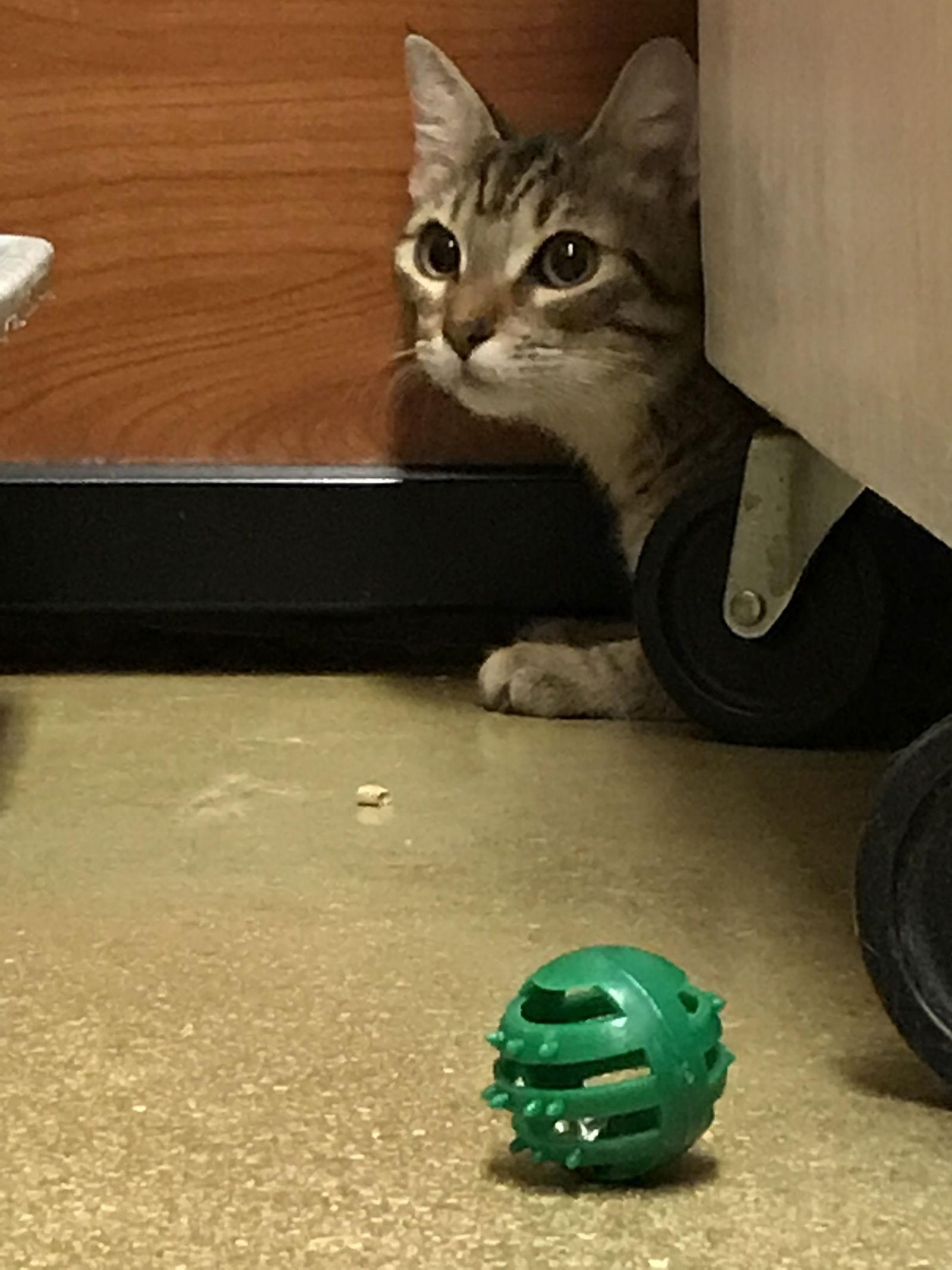 Enlarge Tiggie, a Adoptable Domestic Short Hair in Pompano Beach, FL image 3/3