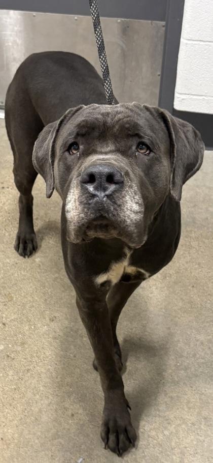 Gaia, adopted, Young Female Cane Corso.