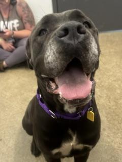 Gaia, an adopted mixed breed in Cleveland, OH image 2/2