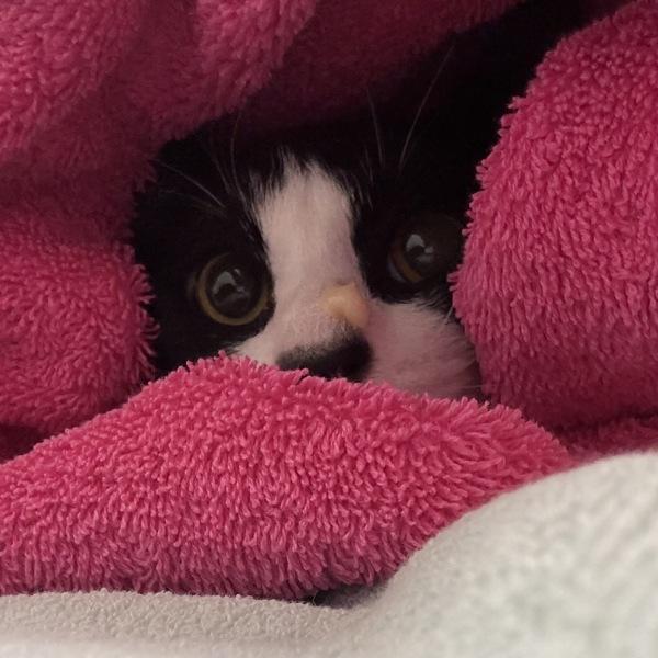 Working Cat- Chester, Adoptable, Young Male Domestic Short Hair.