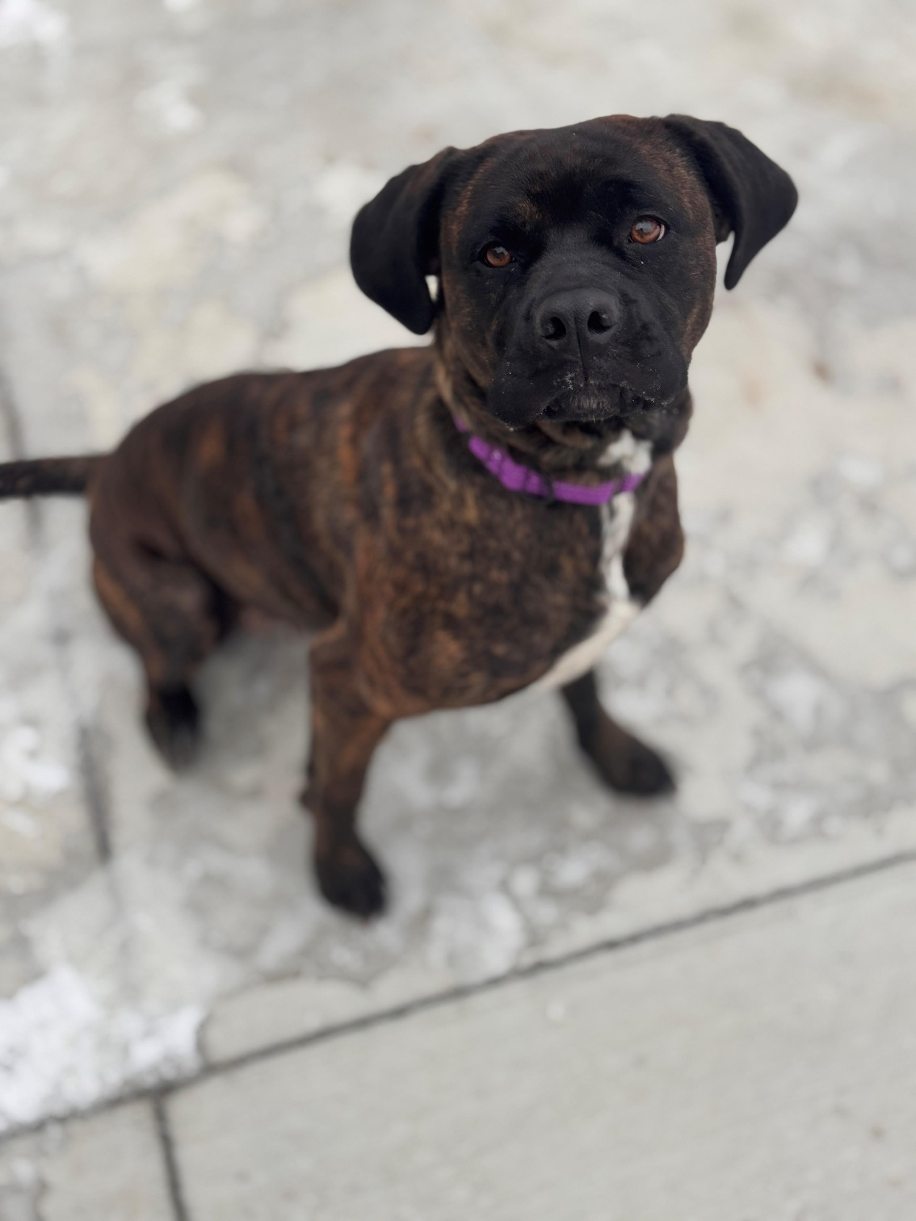 Enlarge Akiah, an adoptable mixed breed in Hackensack, MN image 2/6