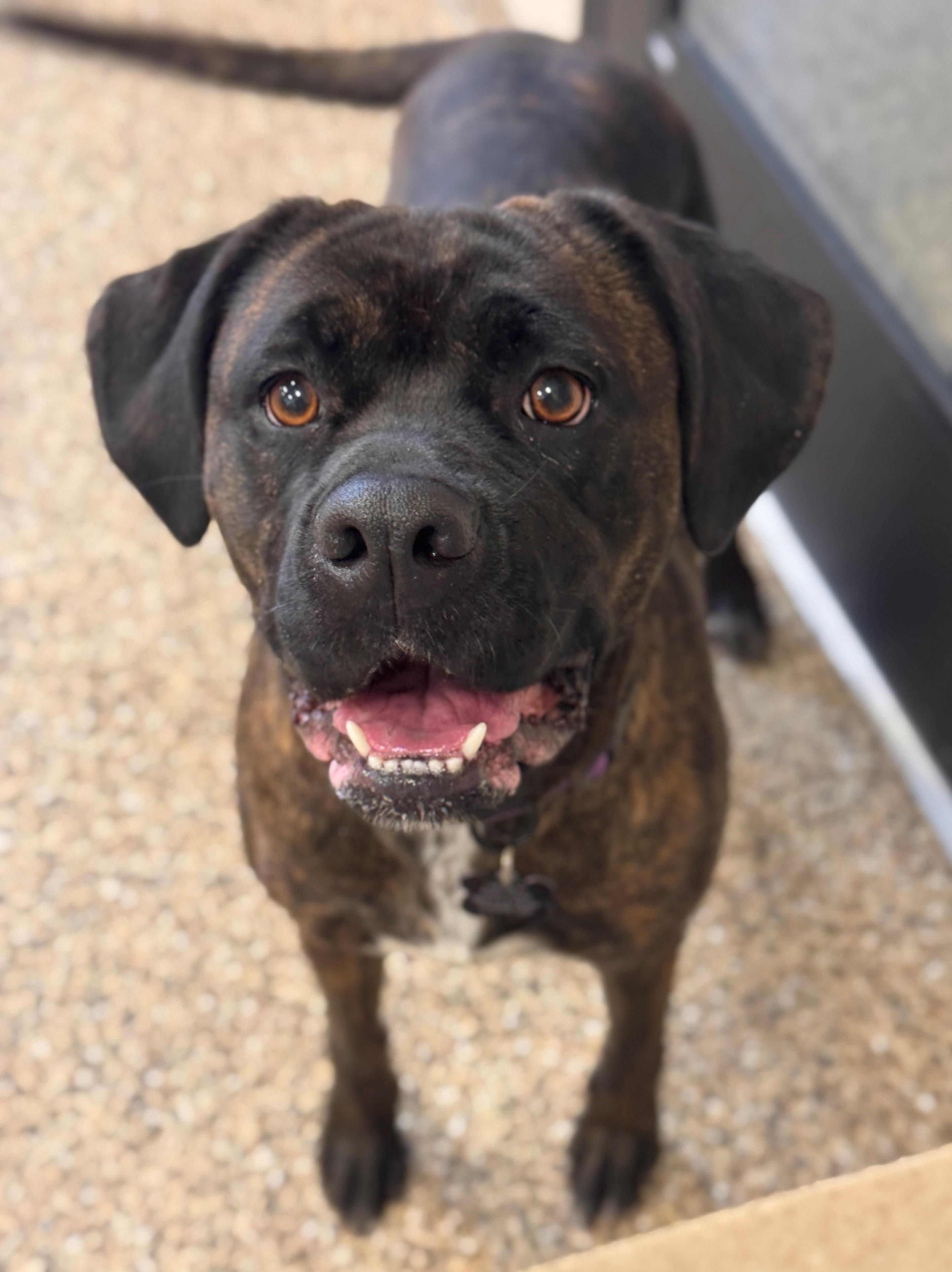 Enlarge Akiah, an adoptable mixed breed in Hackensack, MN image 1/6