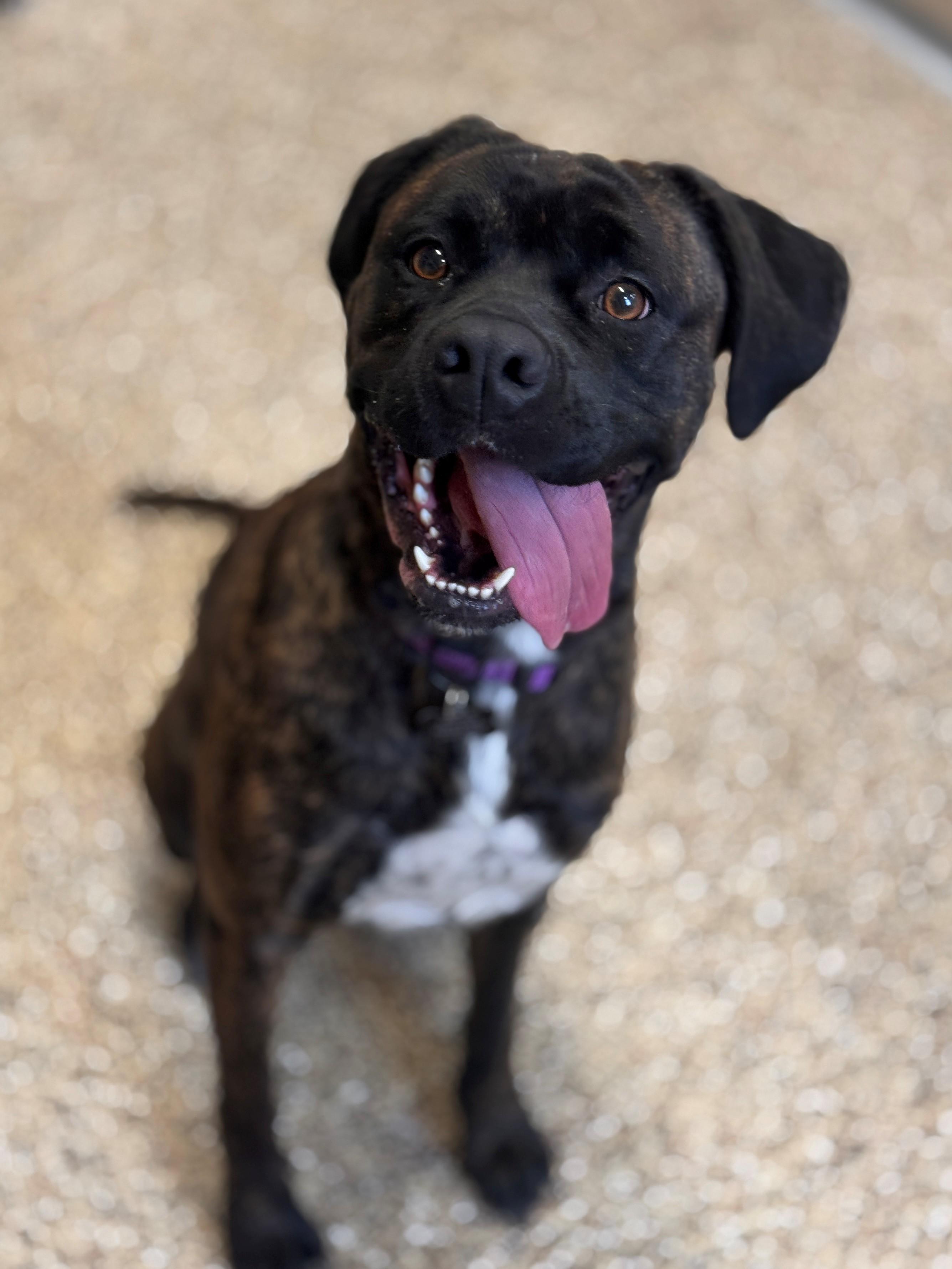 Enlarge Akiah, an adoptable mixed breed in Hackensack, MN image 3/6