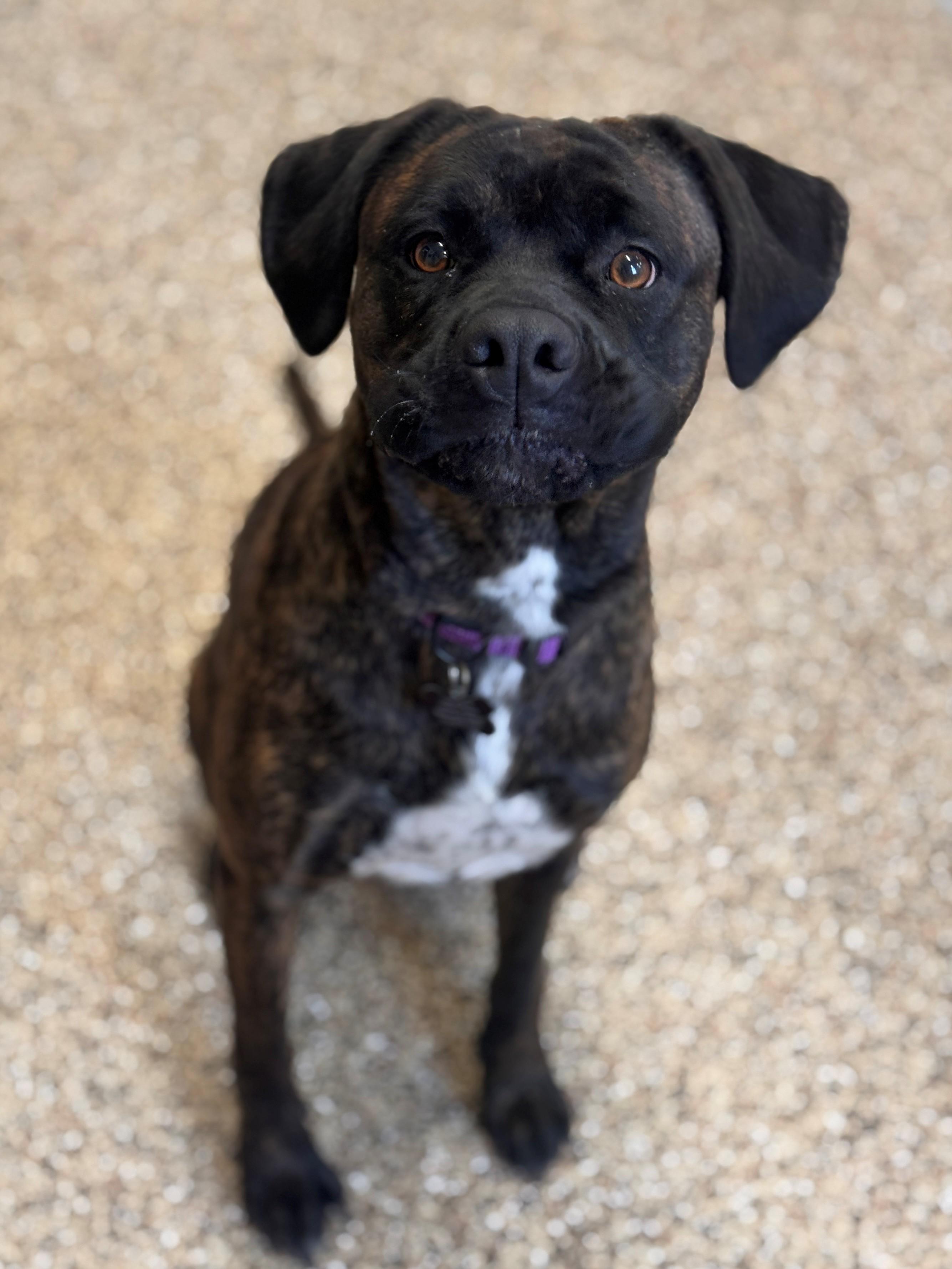 Enlarge Akiah, an adoptable mixed breed in Hackensack, MN image 5/6