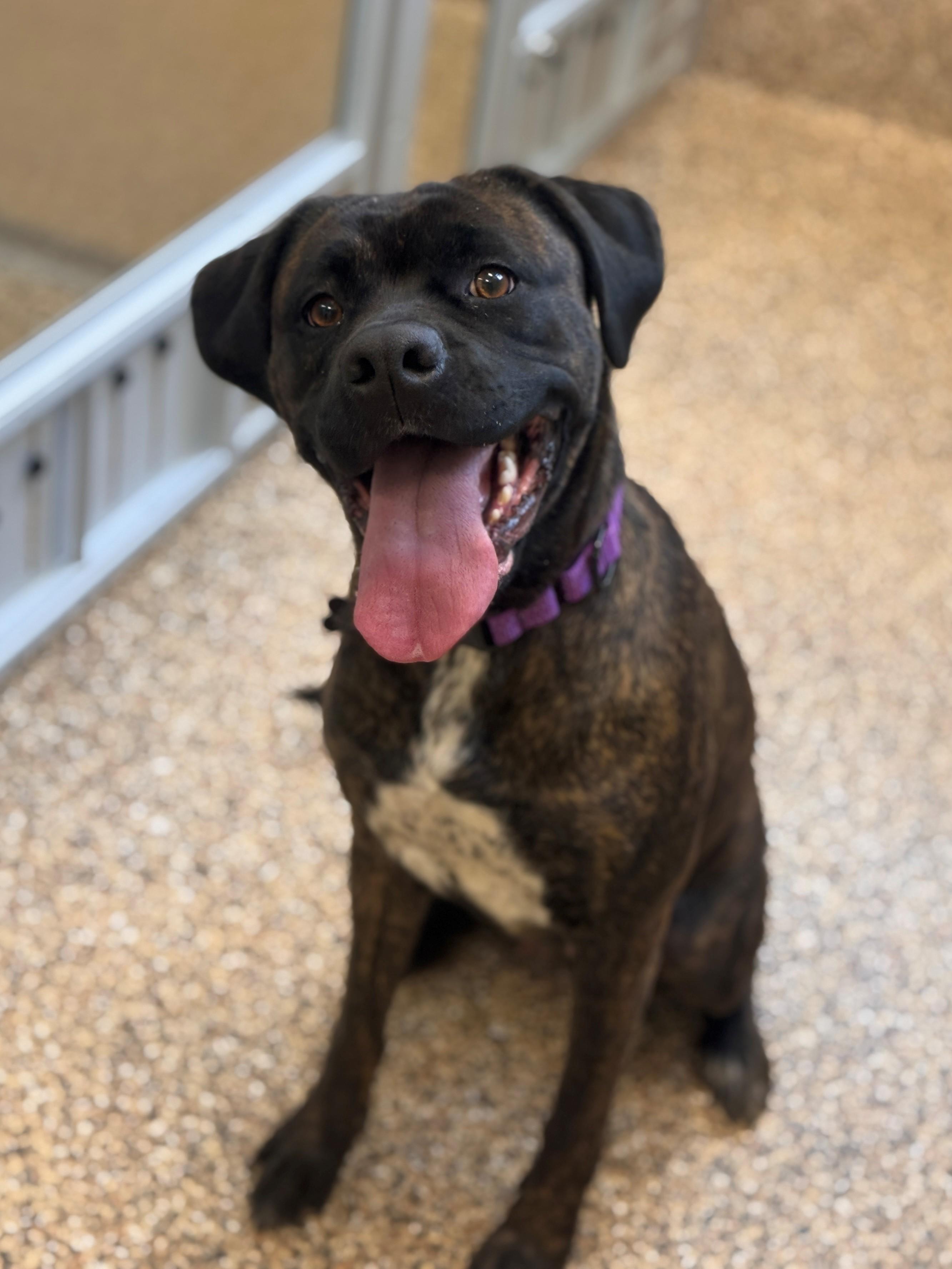 Enlarge Akiah, an adoptable mixed breed in Hackensack, MN image 6/6