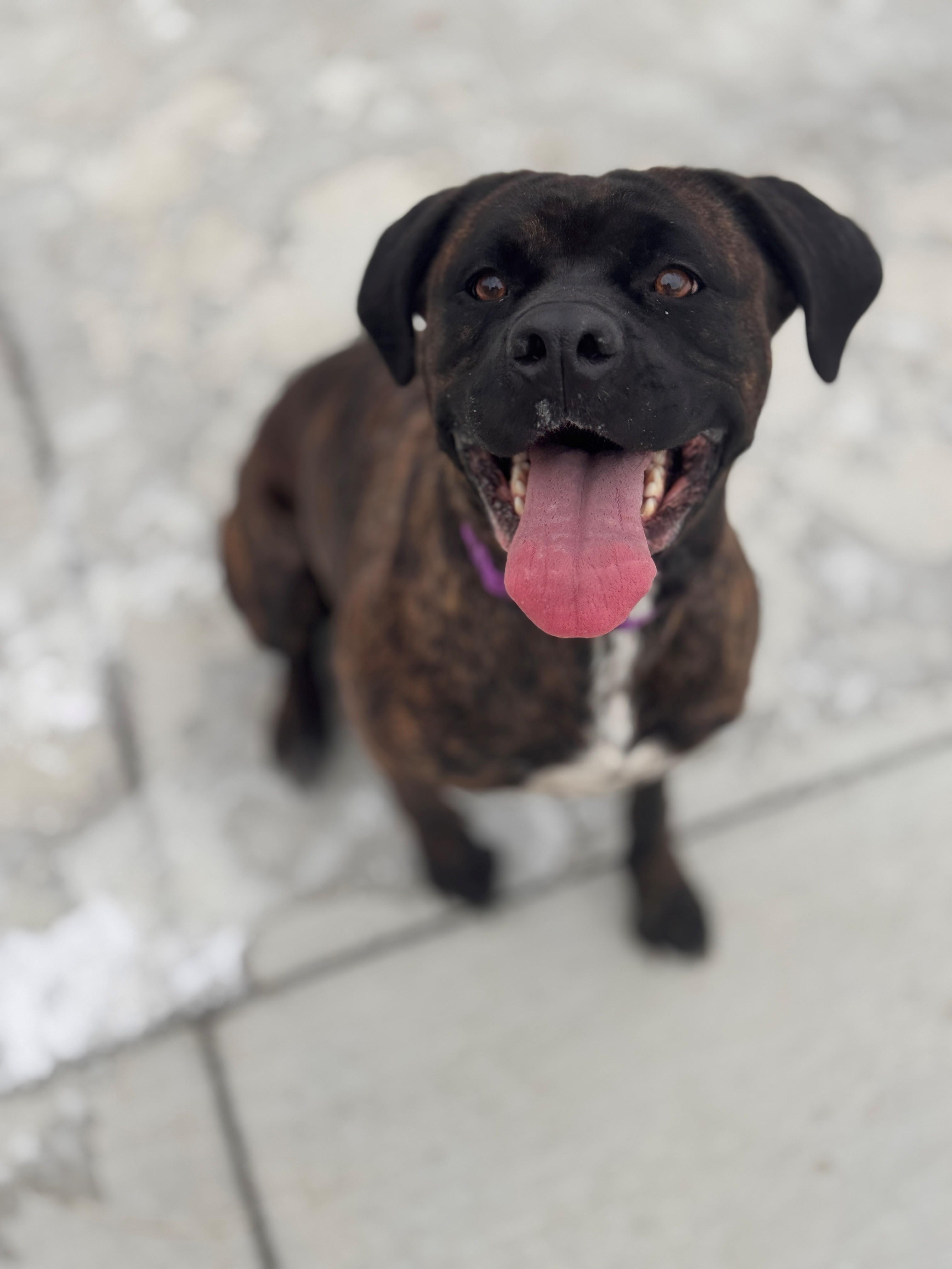 Enlarge Akiah, an adoptable mixed breed in Hackensack, MN image 4/6