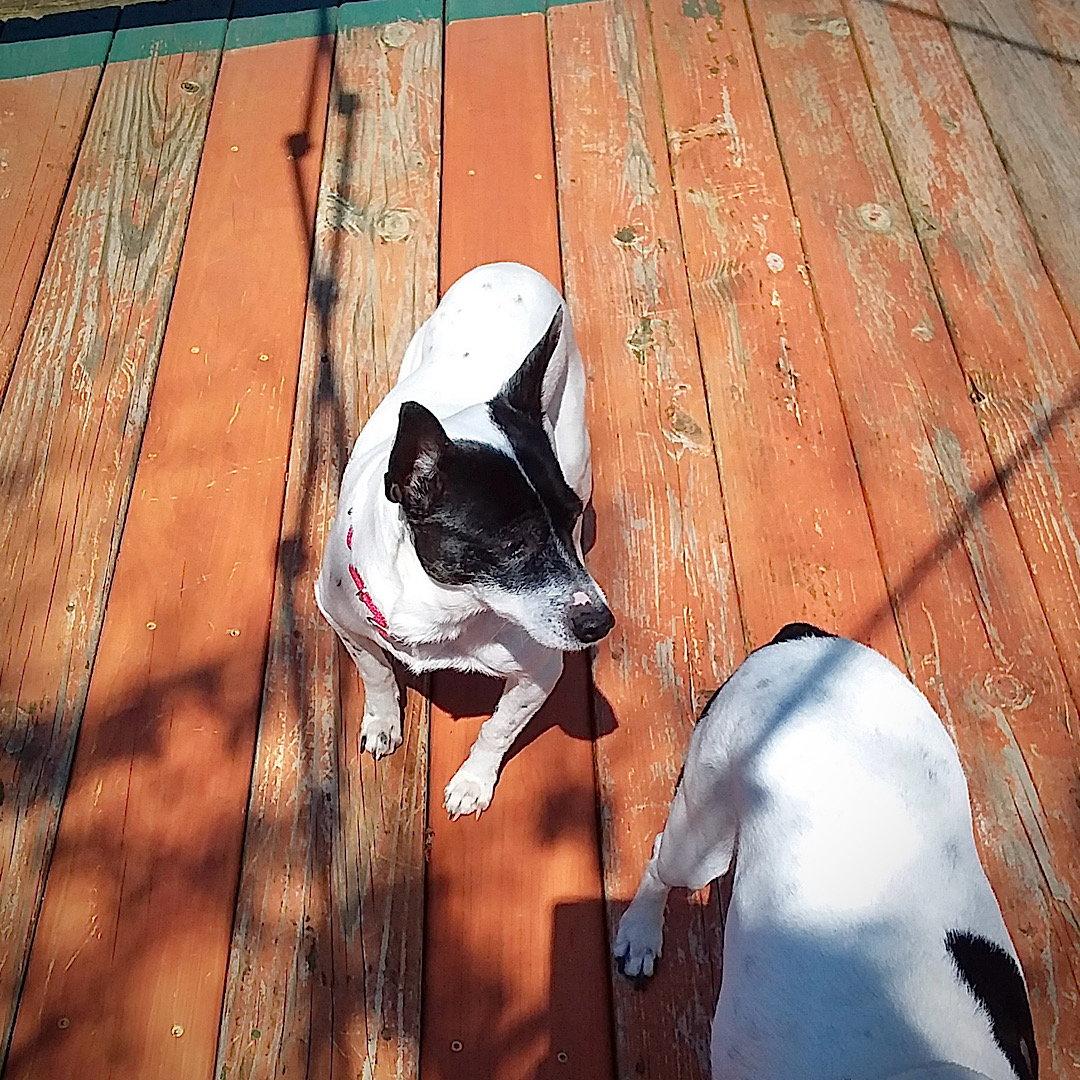 Enlarge Lucy (MI), a Adoptable Rat Terrier in Kalamazoo, MI image 1/3