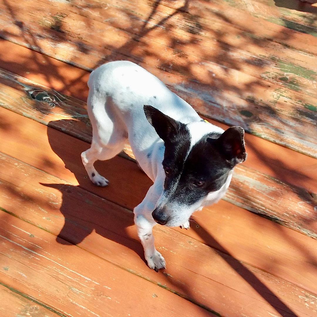 Enlarge Lucy (MI), a Adoptable Rat Terrier in Kalamazoo, MI image 2/3