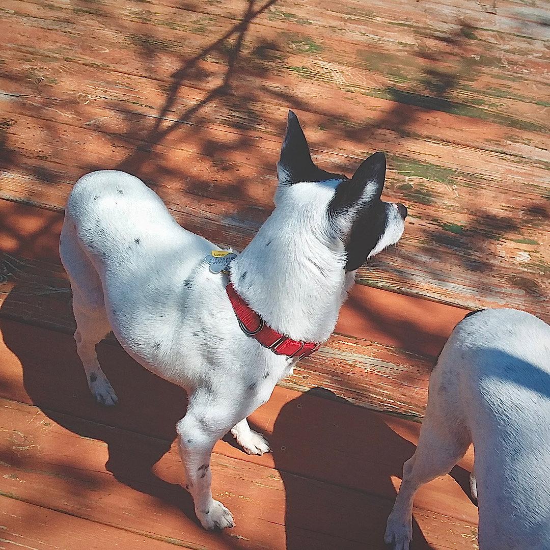 Enlarge Lucy (MI), a Adoptable Rat Terrier in Kalamazoo, MI image 3/3