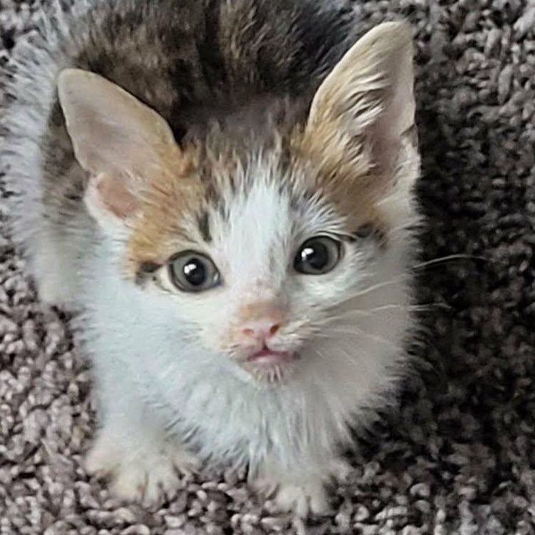 Snickers, ADOPTABLE, Kitten Male Domestic Short Hair.