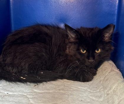 Onyx, Adoptable, Young Male Domestic Medium Hair & Domestic Short Hair.