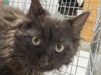 Enlarge Onyx, a Adoptable mixed breed in Missoula, MT image 2/3