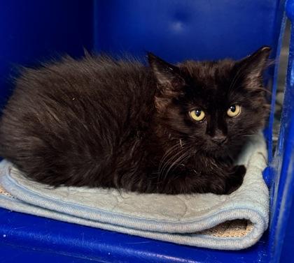Enlarge Onyx, a Adoptable mixed breed in Missoula, MT image 3/3